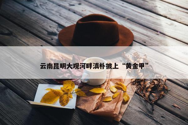 云南昆明大观河畔滇朴披上“黄金甲”